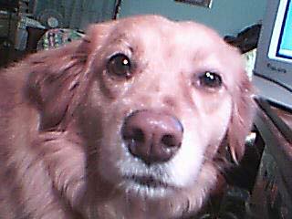 goldie003.jpg