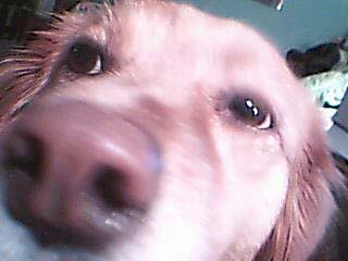goldie004.jpg