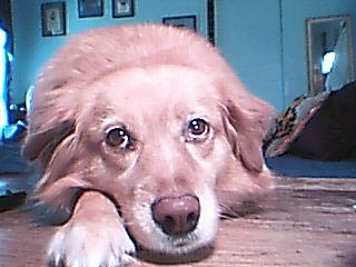 goldie013.jpg